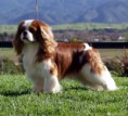 /album/galleria-fotografica/cavalier-king-charles-spaniel-jpg/